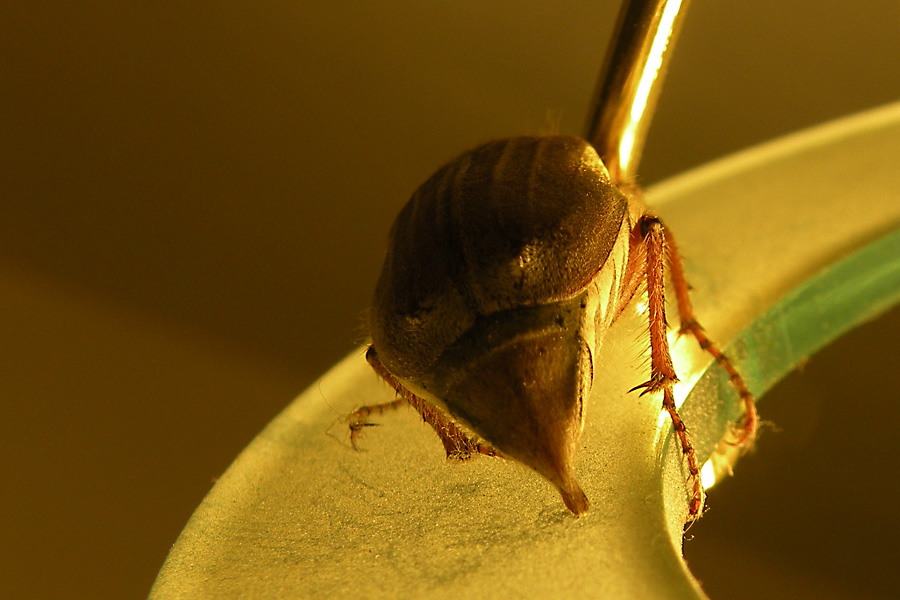 Melolonthidae in controluce